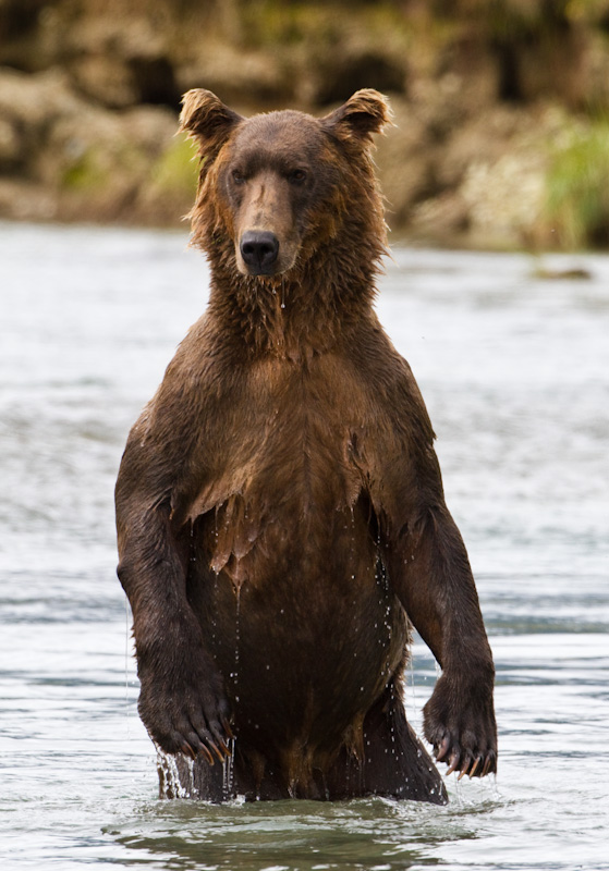 Grizzly Bear Standing In Stream